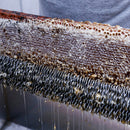 Desoperculador de Mel Portátil Marapis